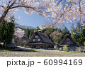 白川郷　明善寺鐘楼門の桜　横丁を見る　晴天1 60994169