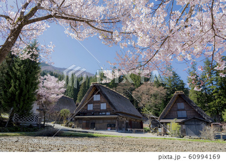 白川郷 明善寺鐘楼門の桜 横丁を見る 晴天1 白川郷 明善寺鐘楼門の桜 横丁を見る 晴天1 60994169