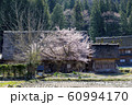 白川郷　民宿十エ門の桜　 60994170