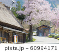 白川郷　民宿伊三郎の桜　桜吹雪　 60994171