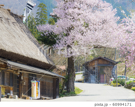 白川郷　民宿伊三郎の桜　桜吹雪　 60994171