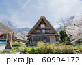 白川郷　民宿伊三郎の桜　雪山 60994172
