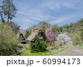 白川郷　文助の桜と桃 60994173