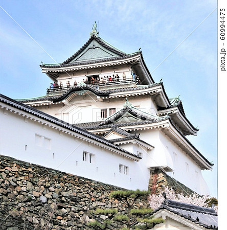 サクラ満開の和歌山城のイラスト素材