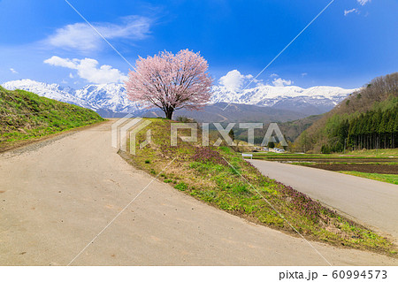 長野_野平の桜と白馬三山 60994573