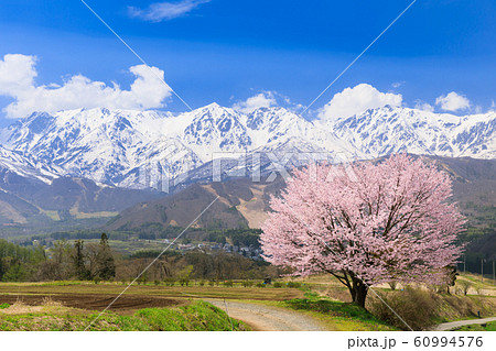 長野_野平の桜と白馬三山 60994576