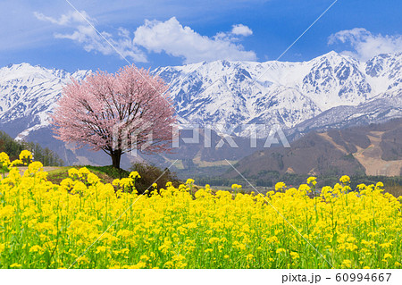 長野_野平の桜と白馬三山 60994667