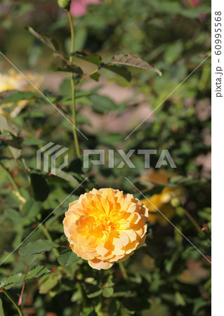 モリニュー・バラの花 60995568