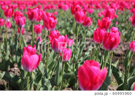 ~チューリップ~ ◦◦◦◦ Pink tulips ◦◦◦◦ ~チューリップ~ ◦◦◦◦ Pink tulips ◦◦◦◦ 60995960