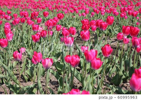 ~チューリップ~ ◦◦◦◦ Pink tulips ◦◦◦◦ ~チューリップ~ ◦◦◦◦ Pink tulips ◦◦◦◦ 60995963