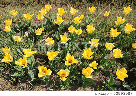 ~チューリップ~ ◦◦◦◦ Yellow tulips ◦◦◦◦ ~チューリップ~ ◦◦◦◦ Yellow tulips ◦◦◦◦ 60995987