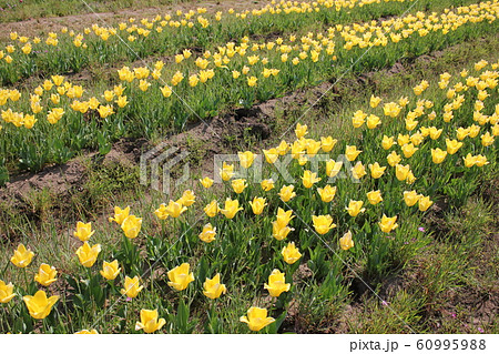 ~チューリップ~ ◦◦◦◦ Yellow tulips ◦◦◦◦ ~チューリップ~ ◦◦◦◦ Yellow tulips ◦◦◦◦ 60995988