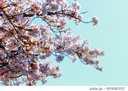 美しく満開に咲き誇る一本の桜とコピースペースの青い空 60996302