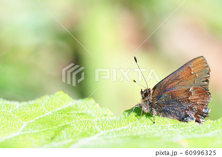 コツバメ 60996325