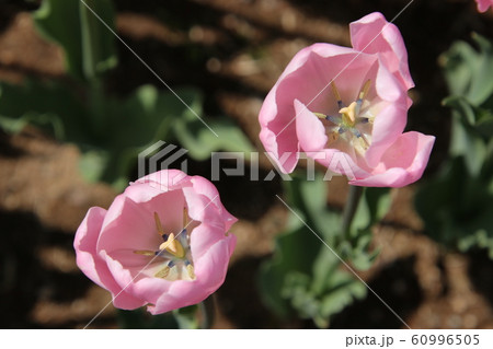 チューリップ　（国営越後丘陵公園） 60996505