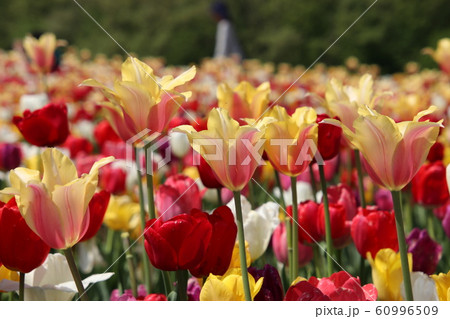チューリップ　（国営越後丘陵公園） 60996509