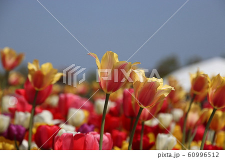 チューリップ　（国営越後丘陵公園） 60996512