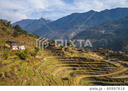 scenery of nepal near pokhara with fishtail peak 60997618