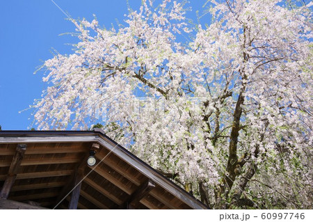 京都 南丹市 美山かやぶきの里 京都 南丹市 美山かやぶきの里 60997746