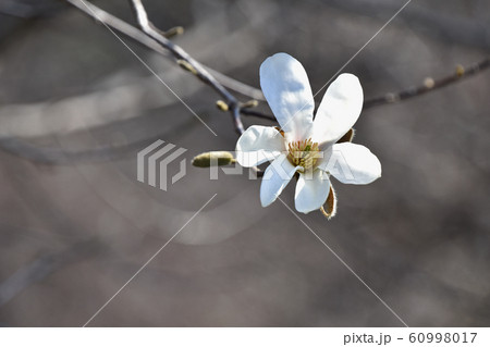 コブシ（辛夷） 60998017