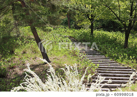 森の階段　（国営越後丘陵公園） 60998018