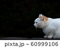 のらねこ のらねこ 60999106