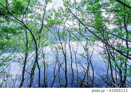 自然 風景 余呉湖 61000123