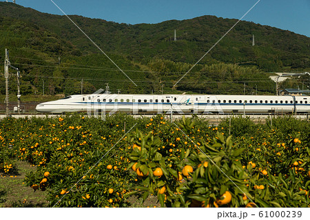 みかん畑と東海道新幹線 61000239