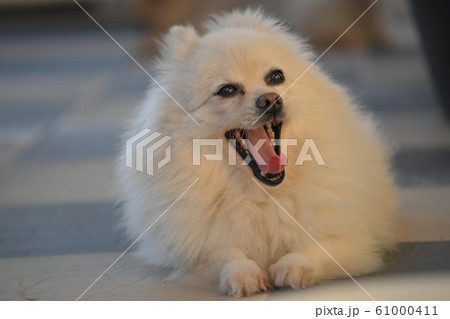 white pomeranian dog adorable small pet with fluffy long hair 61000411