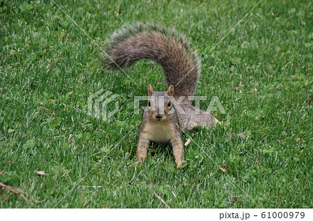 コロラド大学ボルダー校(University of Colorado at Boulder) 61000979