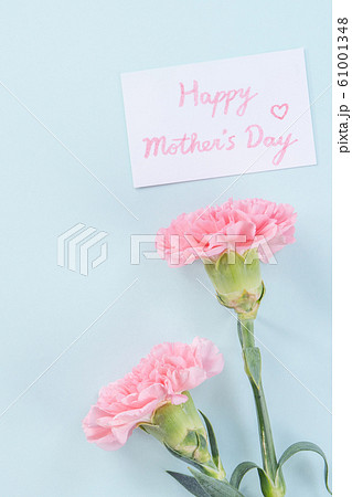 カーネーション ハマナデシコ 母の日 61001348