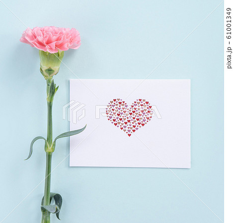 カーネーション ハマナデシコ 母の日 61001349