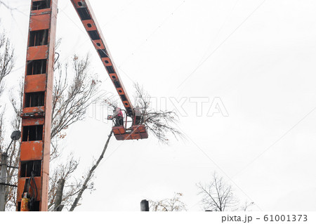 Workers in the municipal utilities cut tree 61001373