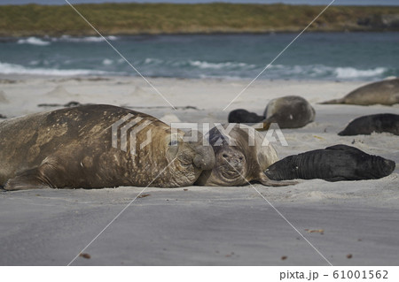 Southern Elephant Seals (Mirounga leonina) 61001562