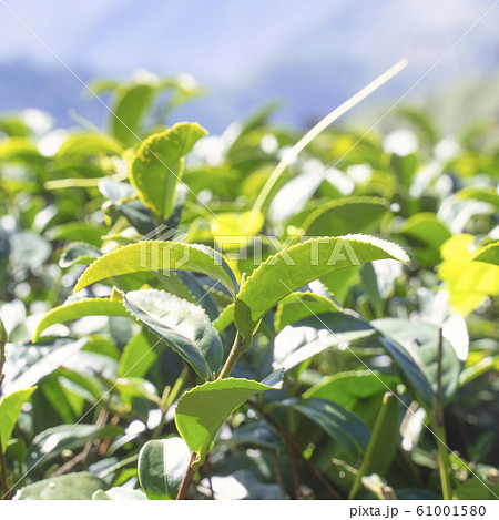 ティー 紅茶 茶 61001580