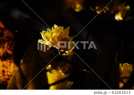 どこかで春が ロウバイの花咲く どこかで春が ロウバイの花咲く 61001613