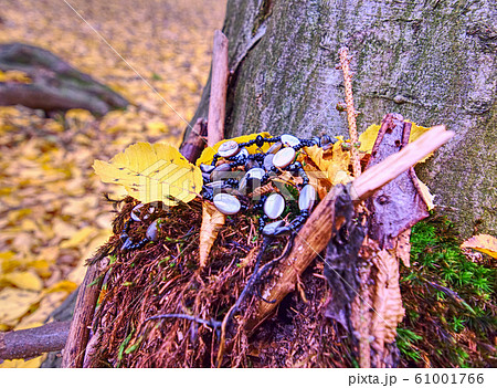 Still in fall forest, stump with garland of bead 61001766