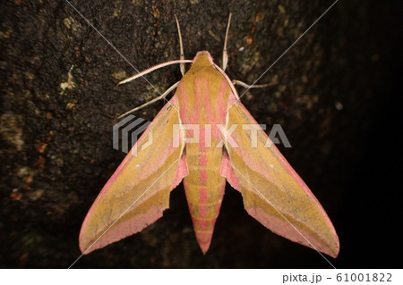 ベニスズメ Deilephila elpenor 61001822