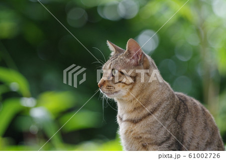 新緑に囲まれた猫 新緑に囲まれた猫 61002726