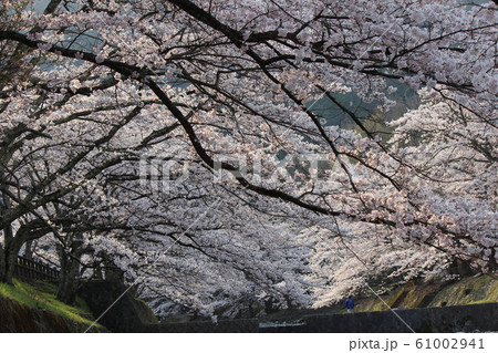 七谷川の春の写真素材