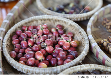 Coffee Bean Coffee Bean 61003212
