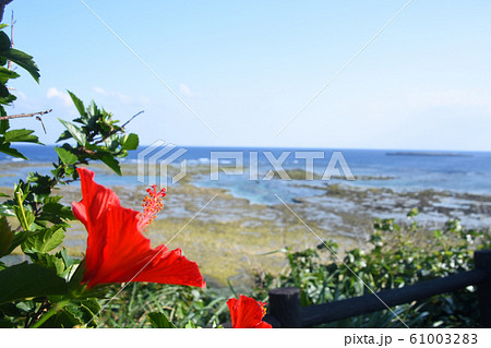 徳之島の海とハイビスカス 徳之島の海とハイビスカス 61003283