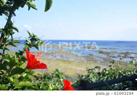 徳之島の海とハイビスカス 61003284