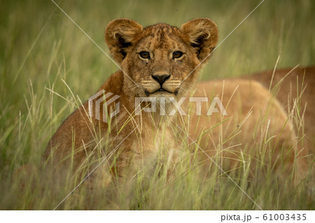 Lion cub sits by mother in grass Lion cub sits by mother in grass 61003435