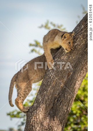 Lion cub on tree trunk beside another 61003448