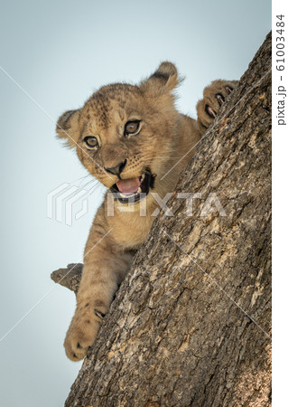 Lion cub lies on trunk opening mouth Lion cub lies on trunk opening mouth 61003484