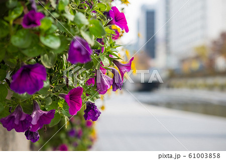 Flower with blurred background of Cheonggyecheon Flower with blurred background of Cheonggyecheon 61003858