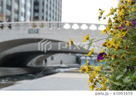 Flower with blurred background of Cheonggyecheon 61003859