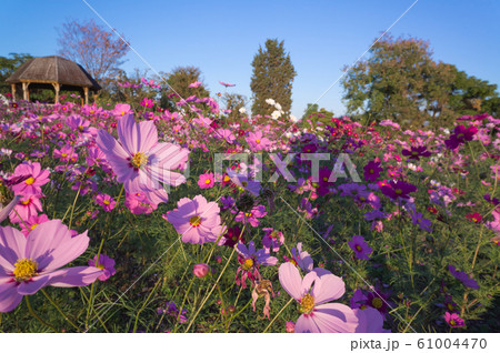 花博記念公園鶴見緑地の風車の丘のコスモス畑の写真素材