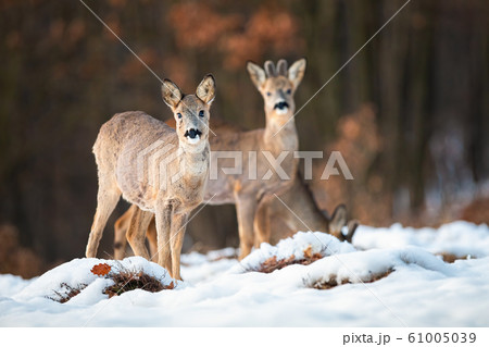 Roe deer doe and buck looking at camera in wintertime 61005039